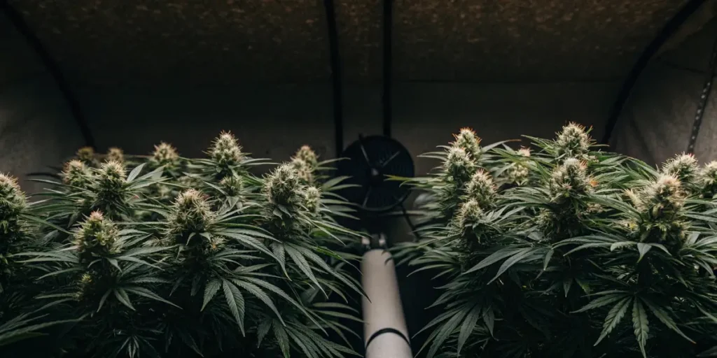  indoor cannabis plants with mature buds and overhead ventilation system