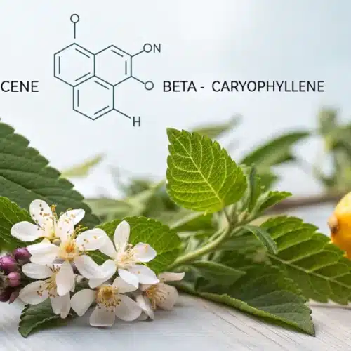 Cannabis leaves, white blossoms, and lemons with terpene chemical structures for myrcene, beta-caryophyllene, and limonene in the background.