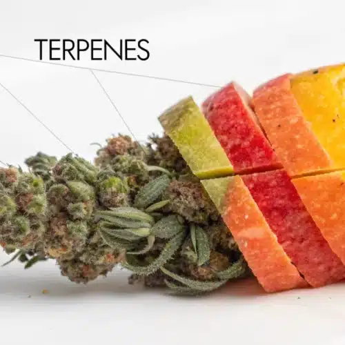 Cannabis bud with colorful fruit slices representing terpene profiles, showing citrus and earthy notes