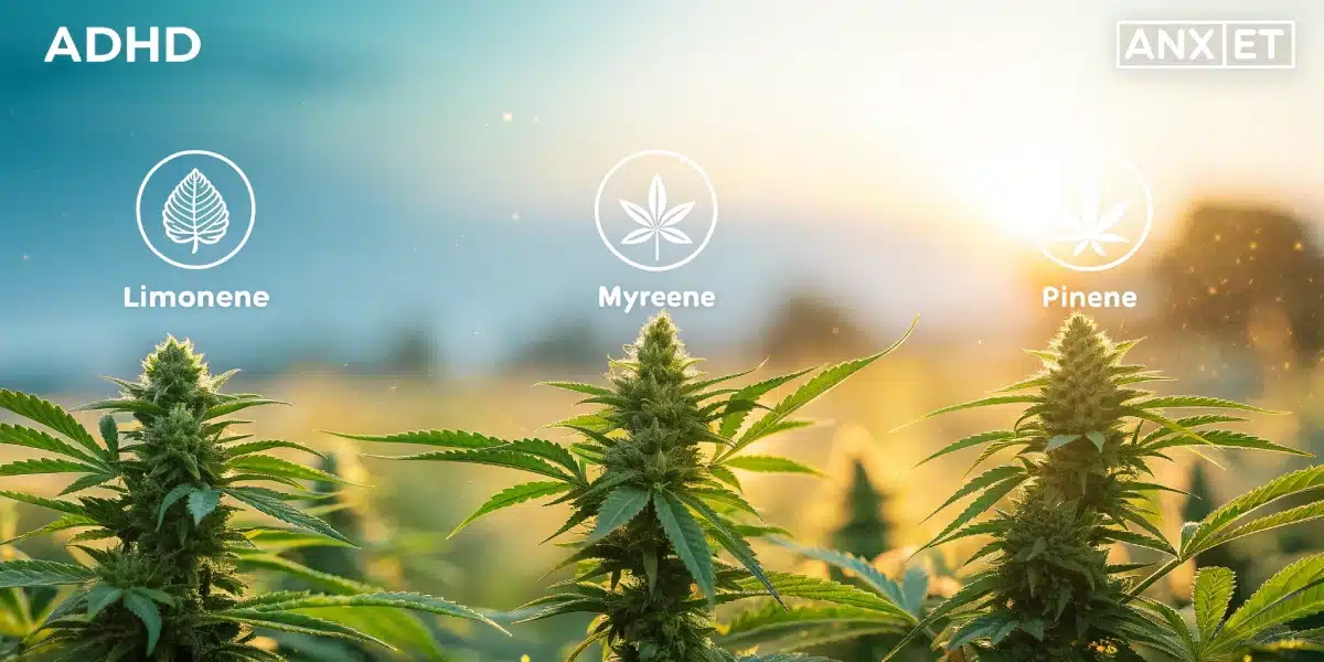 Cannabis plants in a sunlit field with ADHD-focused terpenes: limonene, myrcene, and pinene. Golden-hour glow enhances the green buds