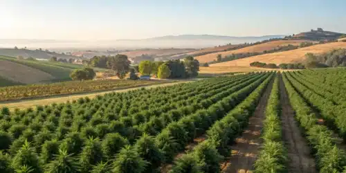 A panoramic view illustrating the california outdoor cannabis calendar with seasonal milestones for outdoor grows.