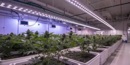 Blueberry Widow cannabis plants growing in a professional indoor facility under LED lights, with vibrant green foliage and resinous buds