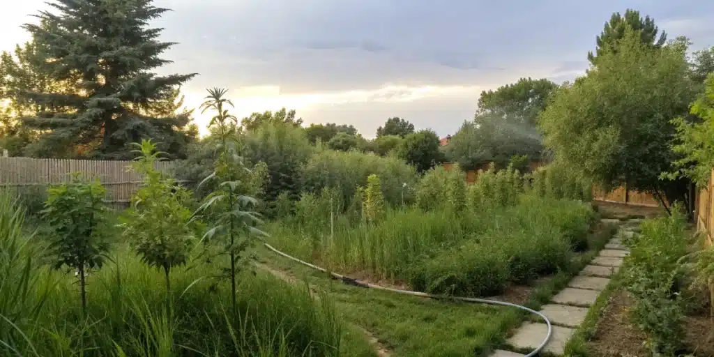 Panoramic view of a Guerilla Hidden Outdoor Grow with natural barriers and hidden irrigation systems.