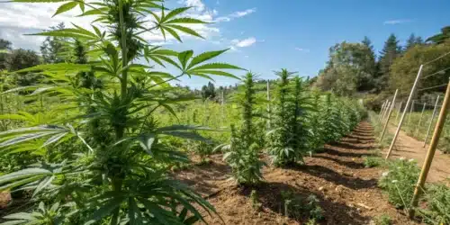 Outdoor cannabis farm with Critical 47 Strain plants in rows, growing under natural sunlight with visible trellis support