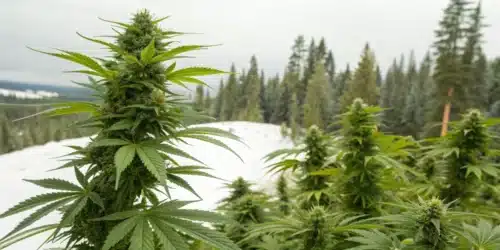 Infographic displaying top cannabis strains suited for cold climates with key frost resistance and yield statistics.