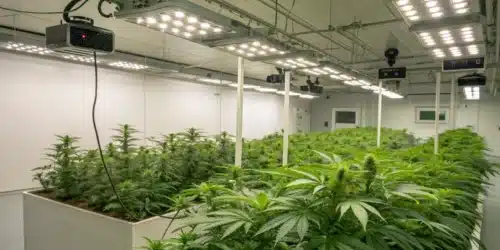 Realistic indoor cannabis grow room with climate control equipment and digital temperature displays ensuring optimal growth.