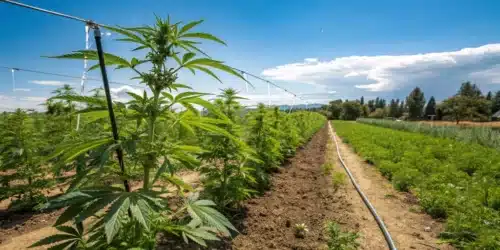 Outdoor cannabis garden showcasing how often to water marijuana plant outside using an efficient drip irrigation system for optimal growth.