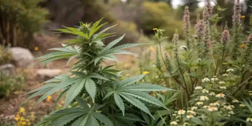 Well-maintained cannabis plants integrated into a landscaped backyard with flowers, stone planters, and greenhouse covers for discretion