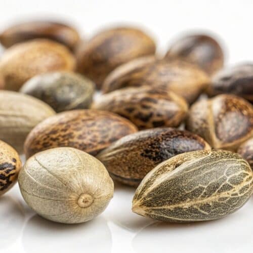 A close-up of various cannabis seeds displaying unique textures and color variations.