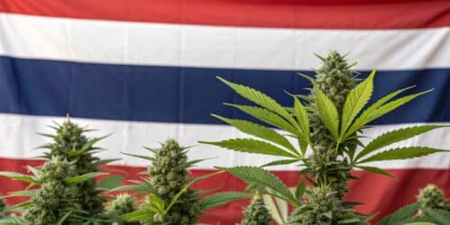 Lush cannabis plants with dense buds growing in front of a Thai flag