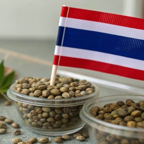 A Thai flag placed over cannabis seeds with a hemp leaf on a white surface.