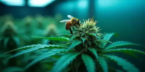 Are Bees Attracted to Weed Plants Indoors?