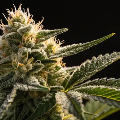 Cannabis bud covered in glistening trichomes against a dark background.