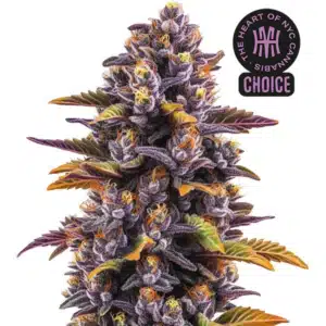 Forbidden Runtz Auto with dense purple buds, orange pistils, and sugar leaves with yellow and green tones.