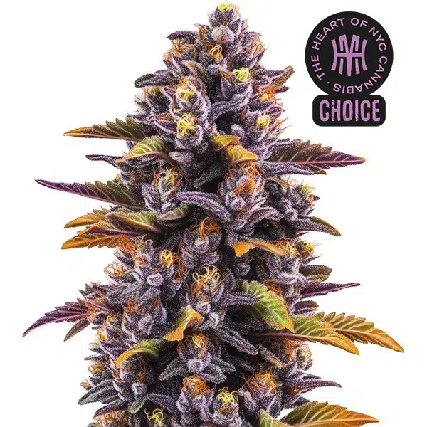 Forbidden Runtz Auto with dense purple buds, orange pistils, and sugar leaves with yellow and green tones.