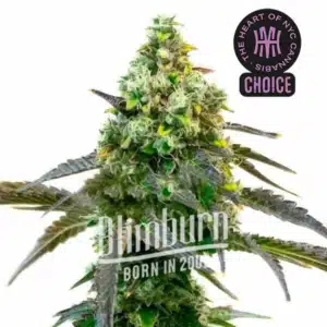 Godfather OG Auto strain with trichome-rich flowers and deep green fan leaves.
