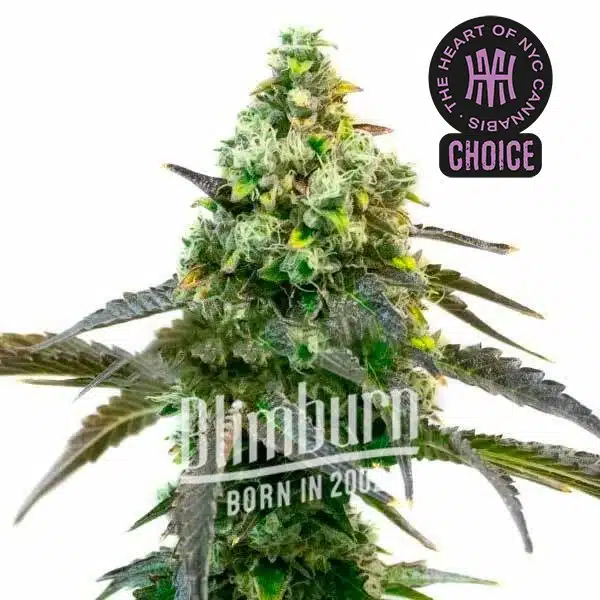 Godfather OG Auto strain with trichome-rich flowers and deep green fan leaves.