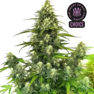 Gorilla Glue #4 Auto strain covered in frosty resin with compact, sticky flower clusters.