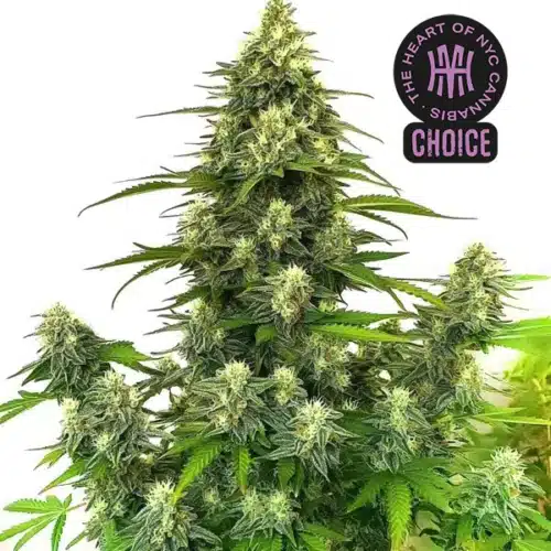 Gorilla Glue #4 Auto strain covered in frosty resin with compact, sticky flower clusters.