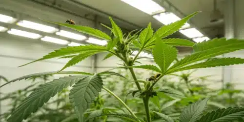 Realistic view of a cannabis garden featuring dense, bushy strains with thick buds and heavy foliage under natural lighting conditions.