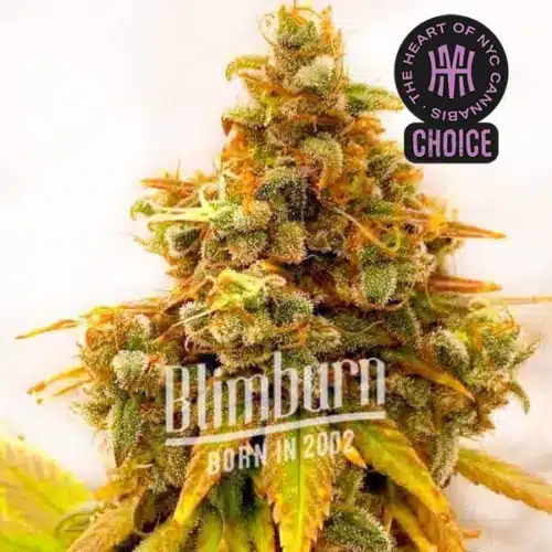 Lemon Tree x Zkittlez strain with frosty citrus-colored buds and vibrant orange hairs.