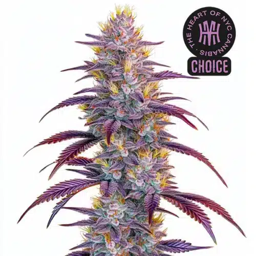 Mimosa strain with compact frosty buds, orange hairs, and deep green foliage.