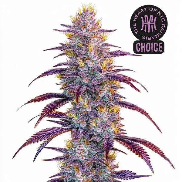 Mimosa strain with compact frosty buds, orange hairs, and deep green foliage.