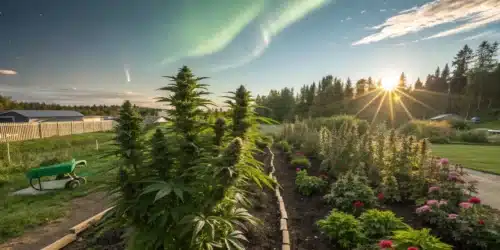 Tall Northern Lights x Big Buds Autoflower Strain plants under northern lights and early morning sun in garden rows.