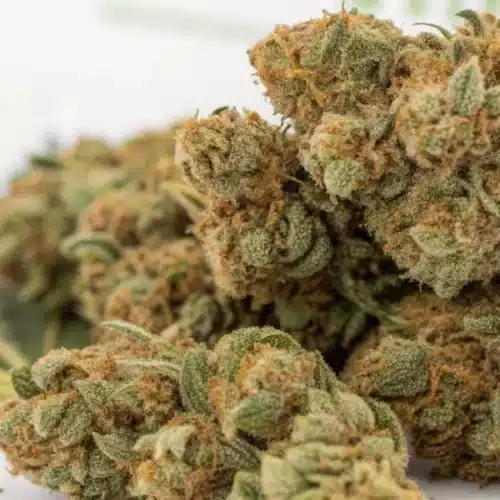 Close-up of Powerplant FV Strain weed buds, frosty with orange hairs, placed over a cannabis leaf.