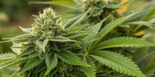 Close-up of frosty Somango x Sweet Autoflower Strain buds with bright orange pistils and vibrant green leaves in an outdoor grow