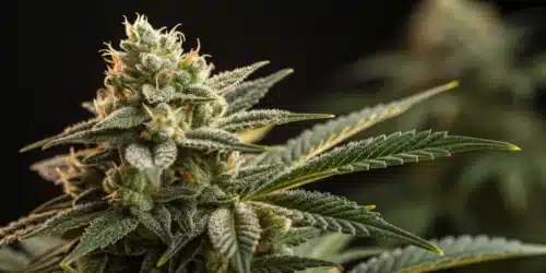 Macro shot of Sour Diesel Regular Strain flower with thick trichome coverage and vibrant orange pistils against a dark background