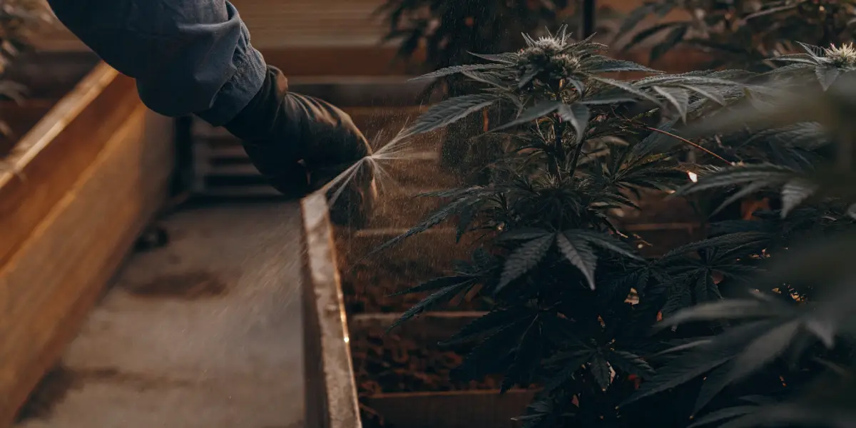Gloved hand spraying water onto a cannabis plant in a raised garden bed, indoors.