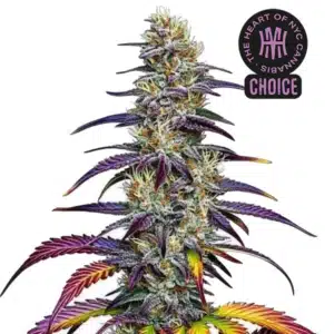 Blue Dream cannabis plant with tall structure, green buds, and light orange pistils on white background.