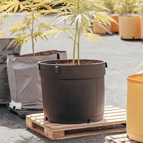 Cannabis plants in both fabric and plastic pots under sunlight in a spacious outdoor grow area.