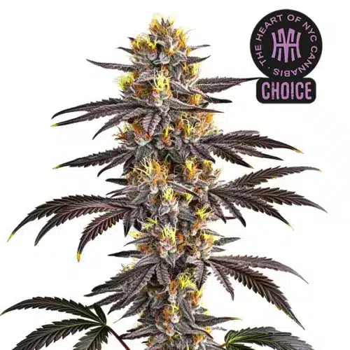 Gelato cannabis plant with balanced green and purple tones, dense buds, and frosty trichome coating.