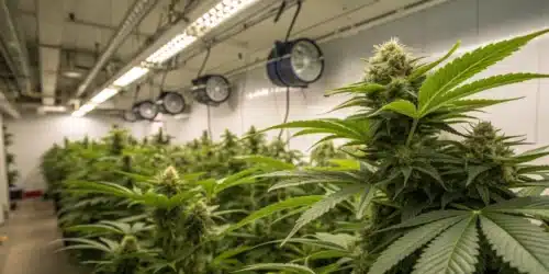 Indoor grow room with rows of healthy cannabis under timed lights and fans; keyword: light cycle for pot plants.
