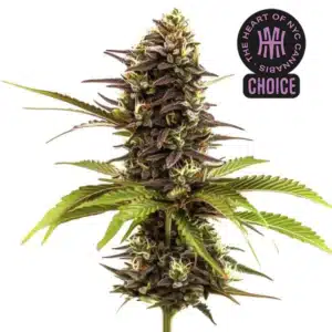 Sleepy Joe strain showing dark purple buds with orange pistils and lime green sugar leaves.