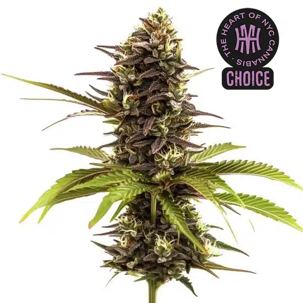 Sleepy Joe strain showing dark purple buds with orange pistils and lime green sugar leaves.