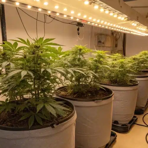 Cannabis plants in fabric pots under LED lighting in a home grow setup with visible power cables and timers for when to grow marijuana