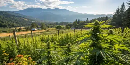 Outdoor marijuana crop with thick buds surrounded by rolling hills and blue sky for when to plant marijuana