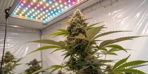 Apple Fritter FV Strain growing indoors under multicolor LED grow lights with dense bud formation.