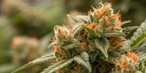 Close-up of Big Bud FV cannabis flower covered in resin with bright orange pistils and frosty trichomes.