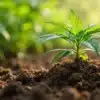 Cannabis root for pain treatment, young plant rooted in nutrient-rich garden soil.