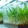 Cannabis root growth lentil experiment in transparent container, showcasing healthy seedling roots.