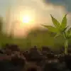 Cannabis seedling emerging during sunrise, influenced by moon phases for optimal germination.