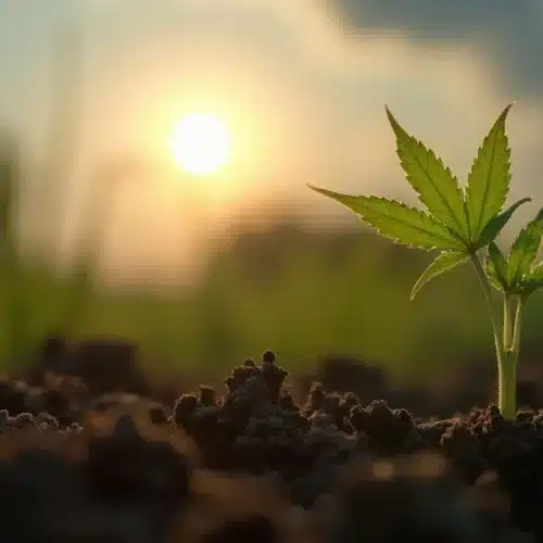Cannabis seedling emerging during sunrise, influenced by moon phases for optimal germination.