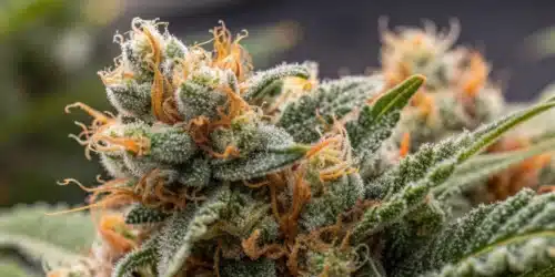 Close-up of frosty Amnesia Auto Weed Strain bud with orange hairs and resin-rich trichomes.