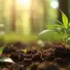 Rhizomes roots cannabis development in young plants during early growth stages.