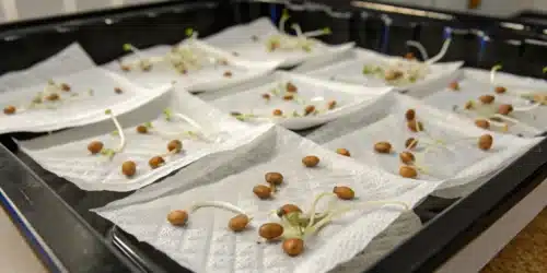 Multiple paper towel trays filled with sprouted Sunset Sherbet Weed Strain seeds, featuring long white taproots