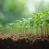 Early-stage cannabis plants vulnerable to root nematodes infestation in organic soil.